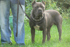 Valley Kennels Cane Corso Sachmo