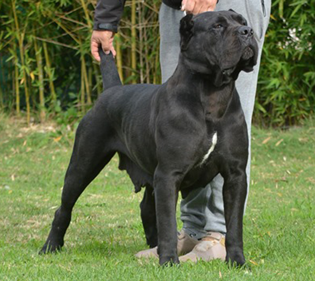 Keila Corso Del Sur of Valley Kennels Cane Corsos