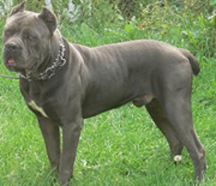 Valley kennels Cane corso Sachmo