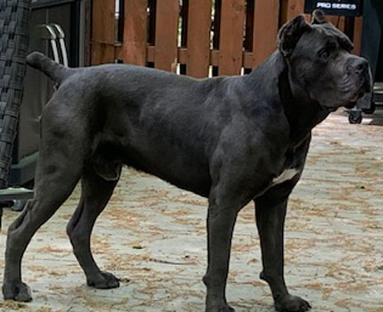 Valley Kennels cane corso Zoe