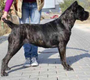 MARTINA CORSO DI MUNTEANU (import) valley kennels Cane Corsos Royals Dam