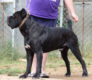 GIACCHERINI DEL DYRIUM (Valley Kennels Royal;s and Indio's Sire)