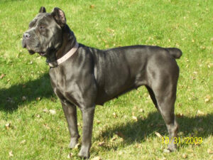 Valley Kennels Cane Corso IsIs
