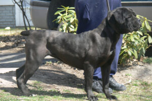 Valley Kennels Cane Corso Niger