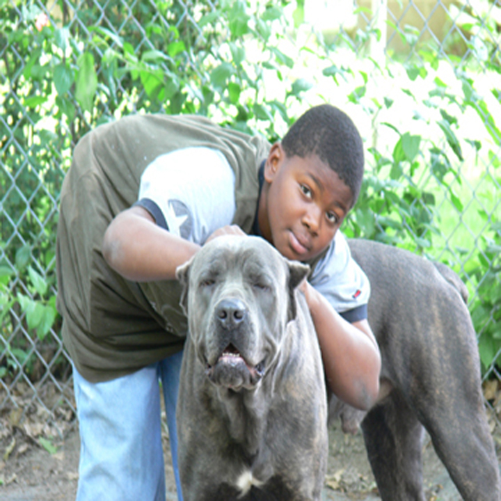 Cane corso family sales dog