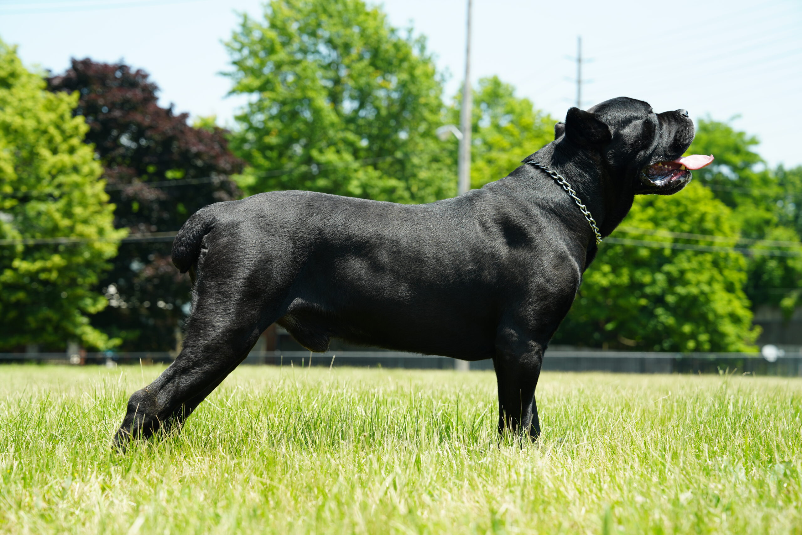 Jacks Dei Valley Kennels Cane Corsos