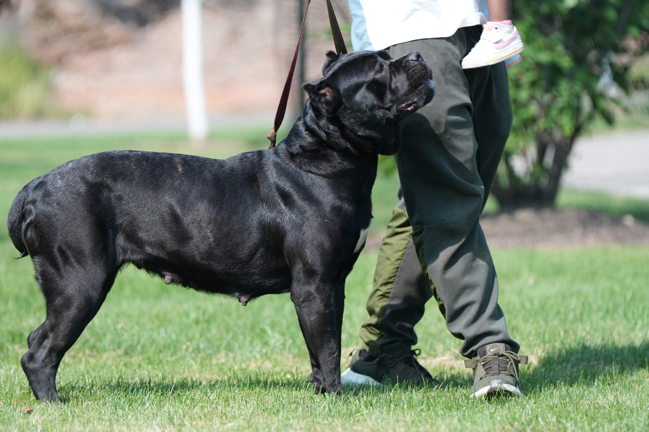 Valley kennels cane corsos royal