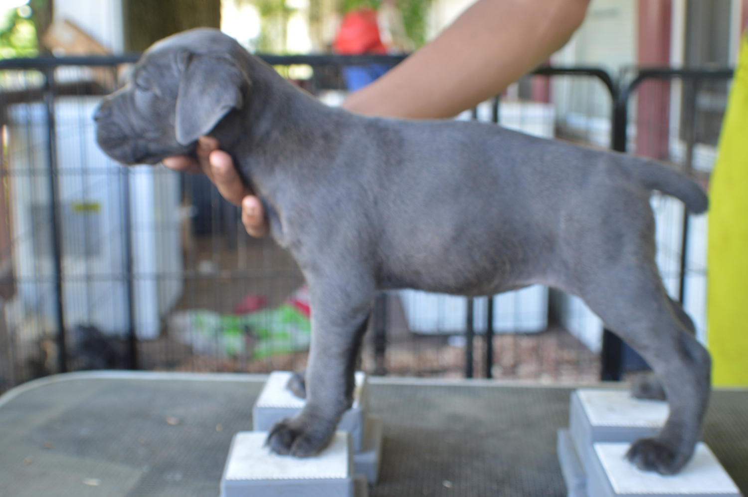 Jack's X Valley Kennels Cane Corso's Reign