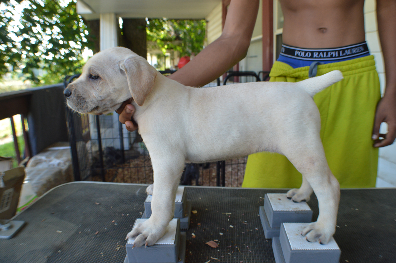 Jack's X Valley Kennels Cane Corso's Reign