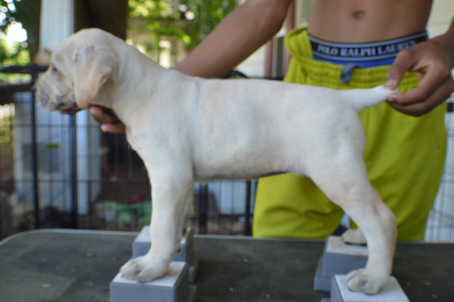 Jack's X Valley Kennels Cane Corso Reign