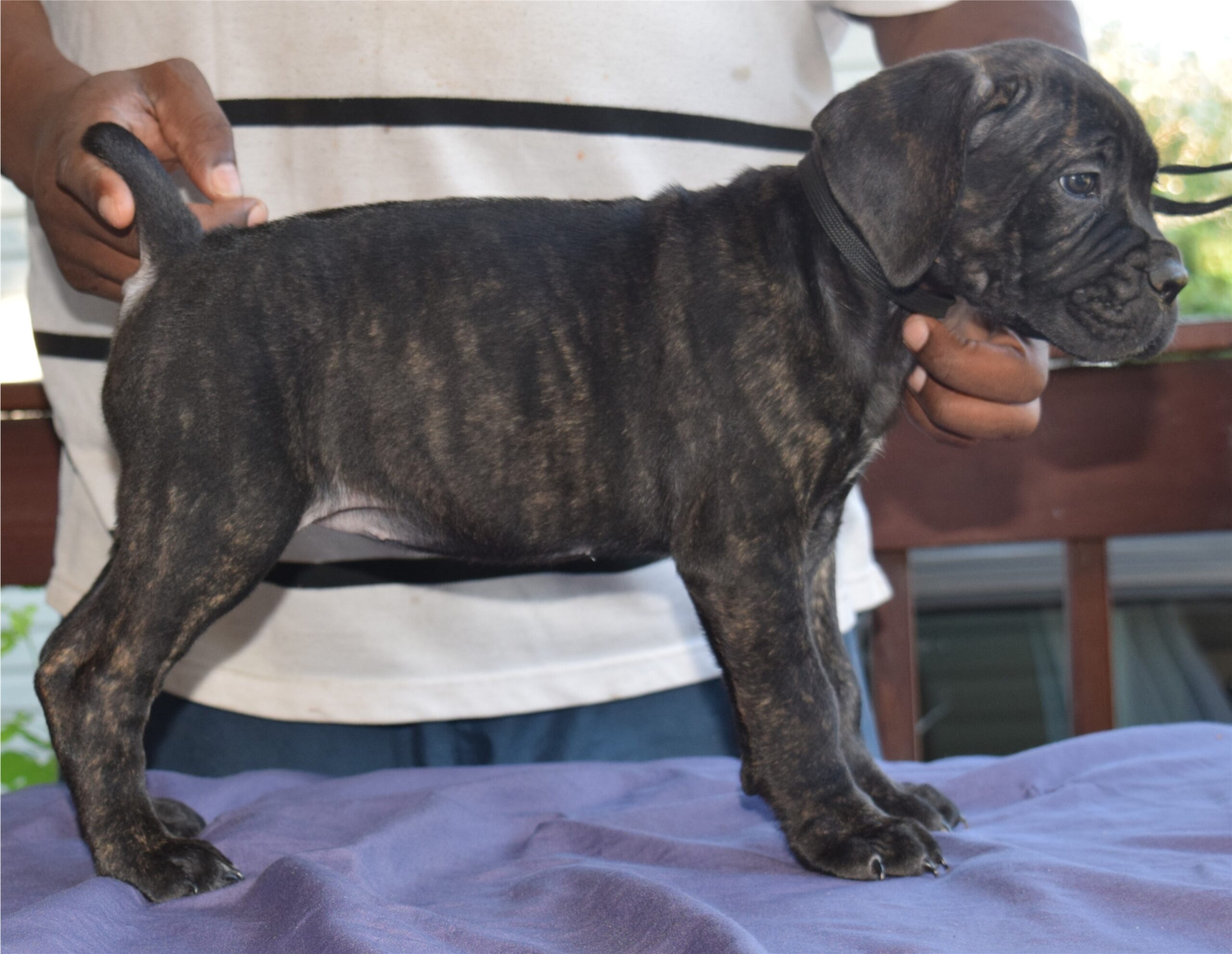 blk brindle female stacked 7 wks 2 - Copy