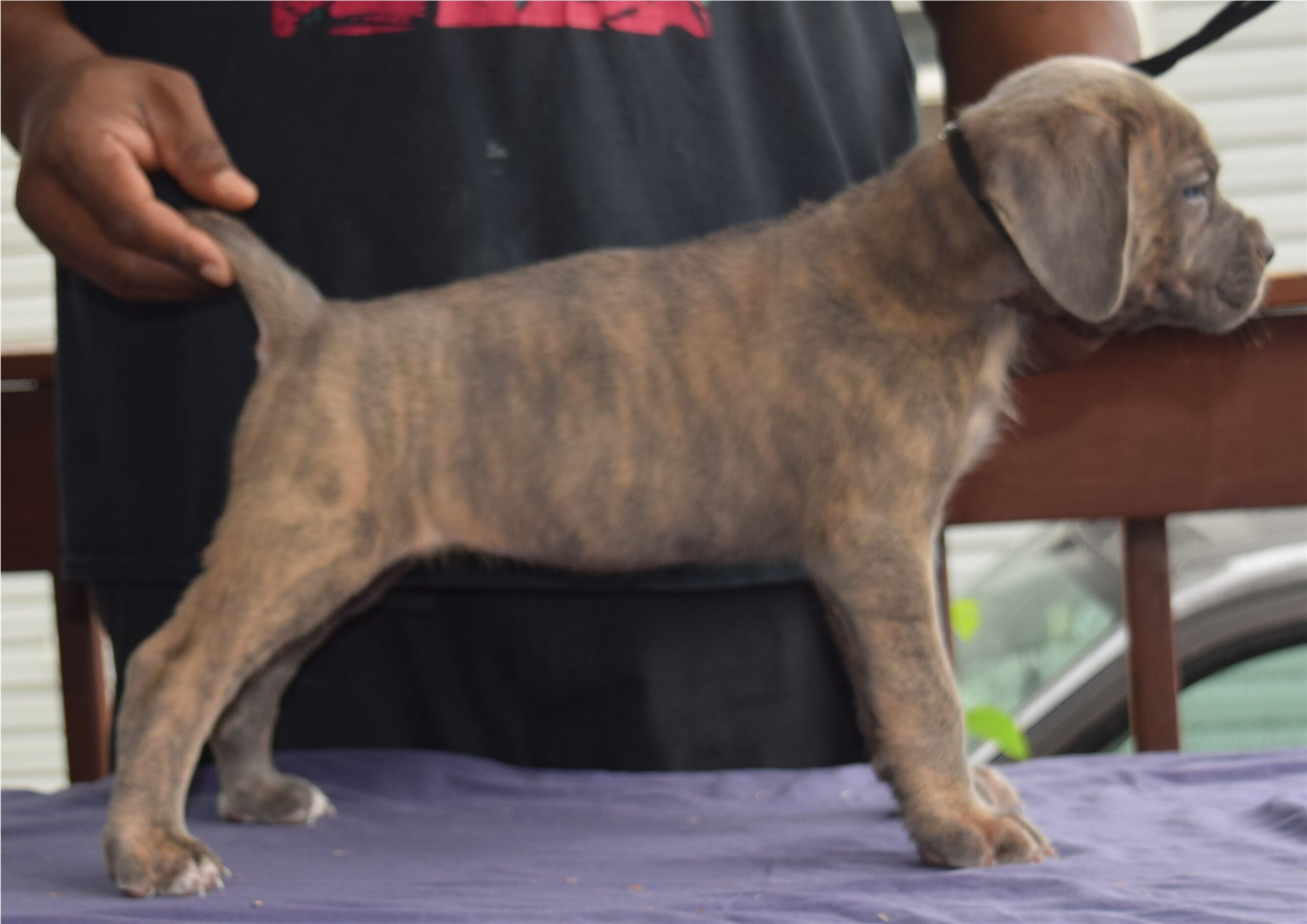 blue brindle female 6 weeks 2 - Copy