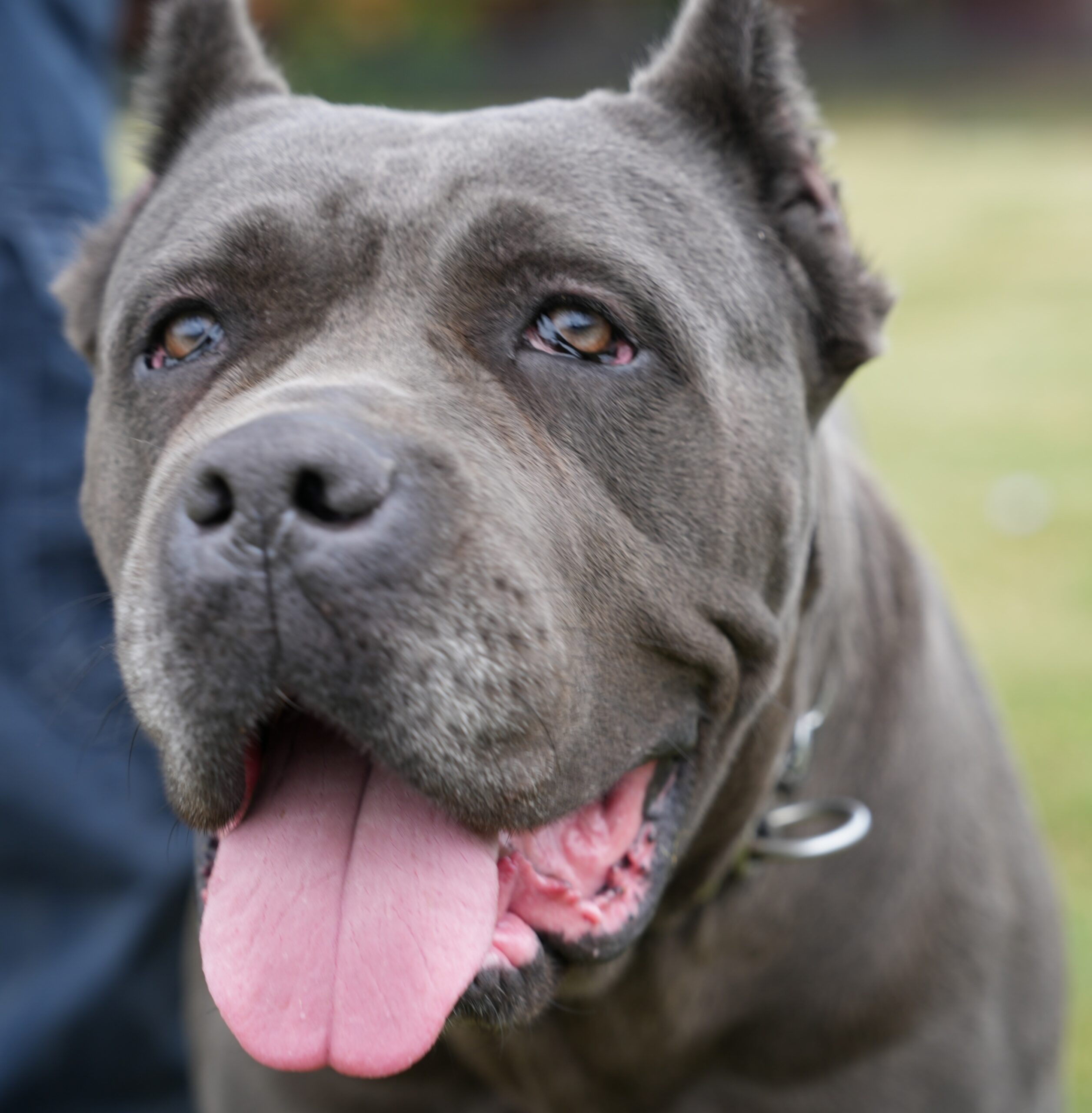Valley Kennels Cane Corso Reign