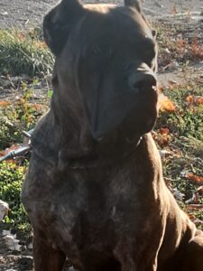 Valley Kennels Cane Corso Khaleesi III