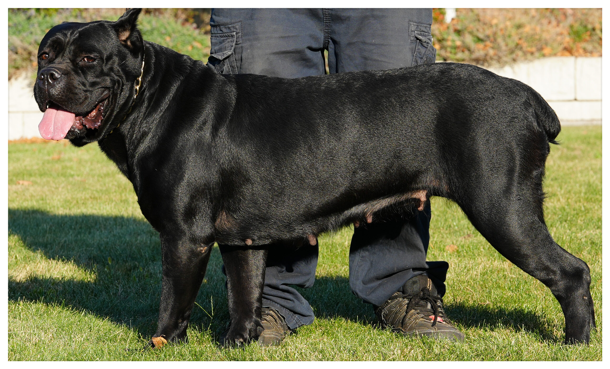 Cane Corso's Dei Valley Kennels