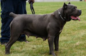 Valley kennels Cane Corso Reign