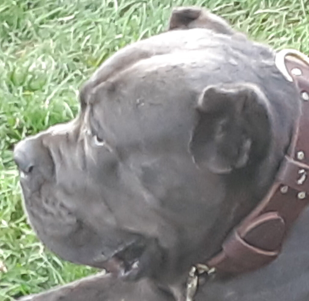 Valley Kennel's Cane Corso's Sage