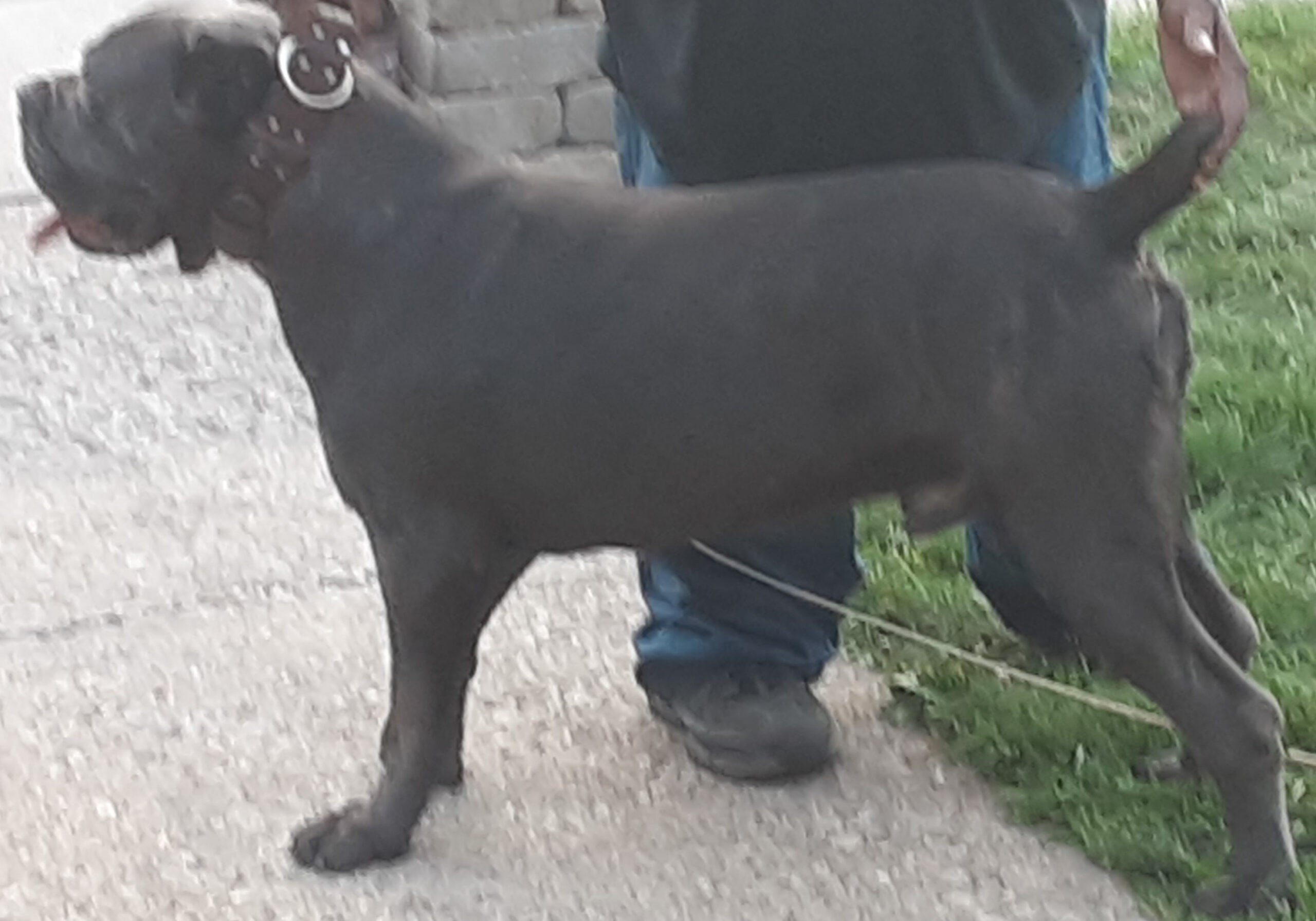 Valley Kennel's Cane Corso's Sage