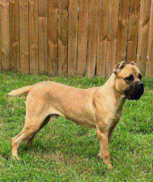 valley Kennels cane Corso Pote