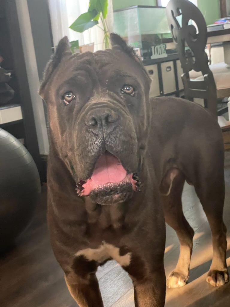 Valley Kennels Cane Corso blue magic