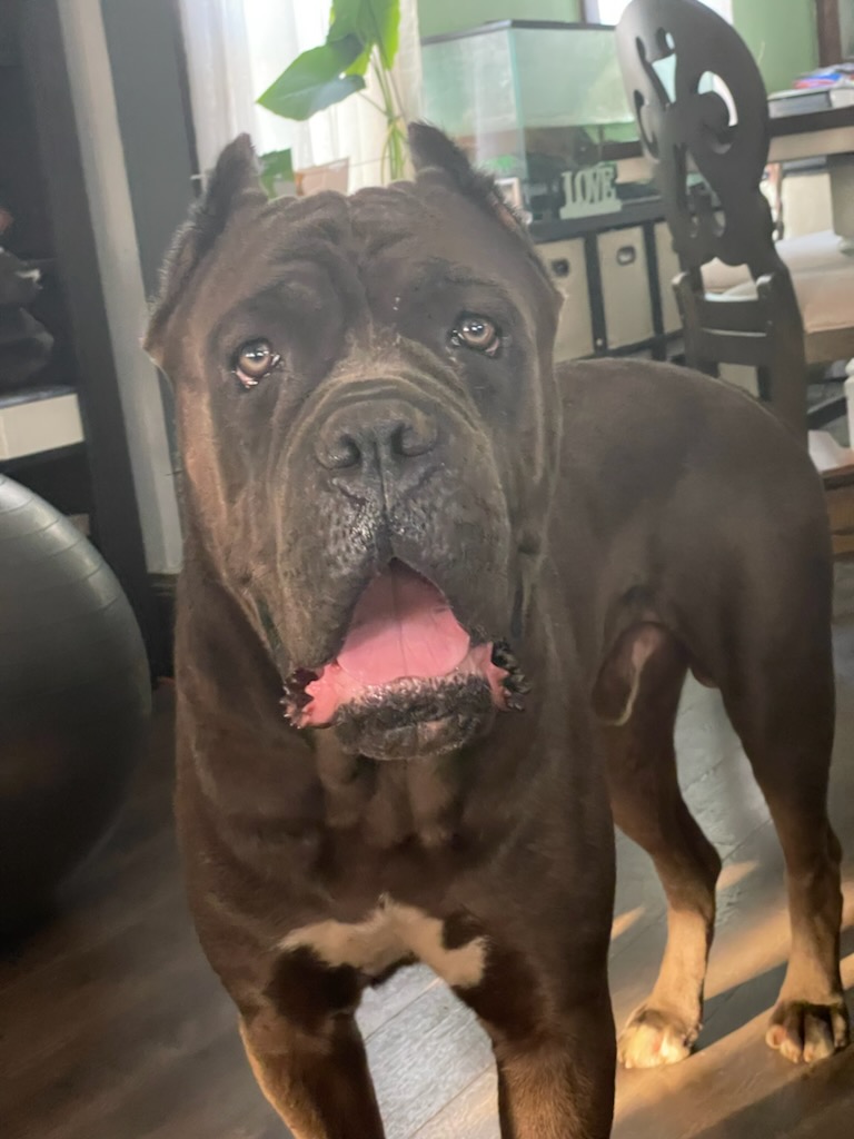 Steele creek hot sale cane corso