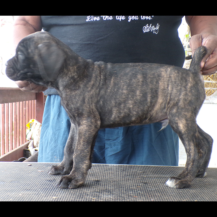 Black Brindle male no 2