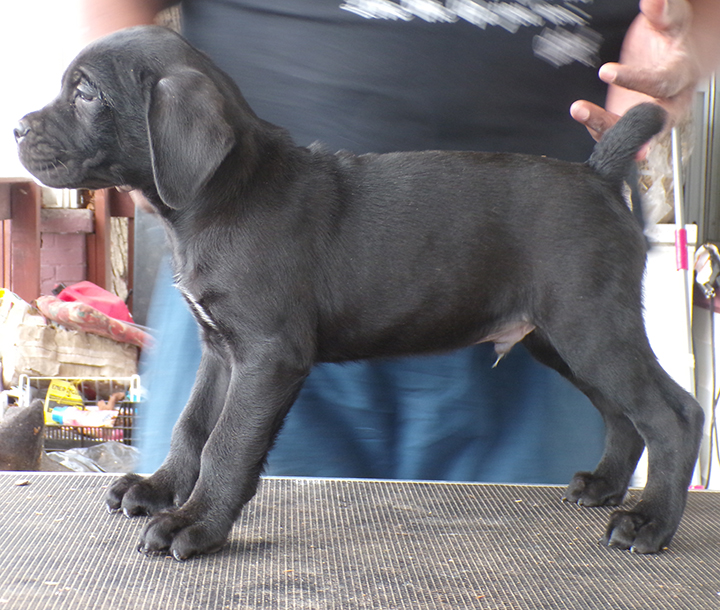 Valley kennels Cane Corso Puppies