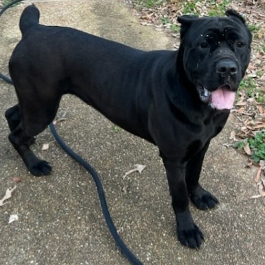 valley Kennels cane Corso Midnight